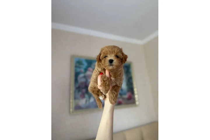$350 : adorable Maltipoo image 5