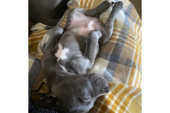 $350 : pitbull en venta image 3