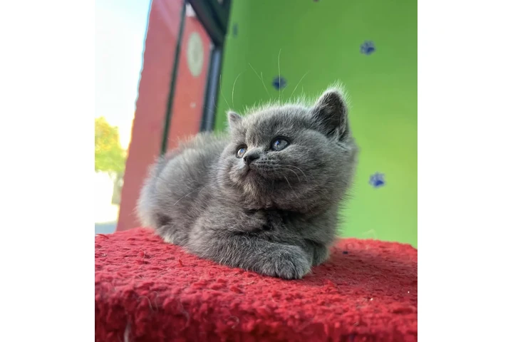 $310 : British Shorthair Kitten Ready image 1