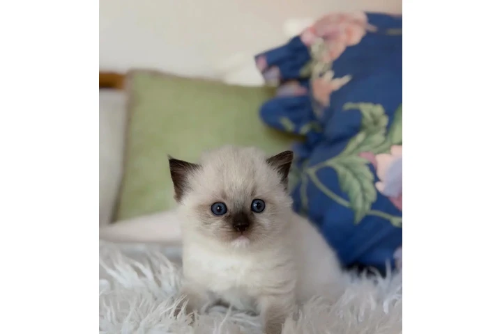 $400 : Gatitos Ragdoll TICA en Venta image 1