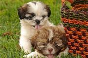 Shih Tzu puppies available en Paterson