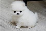 $100 : 💙❤️Tiny Pomeranian BOY /girls thumbnail