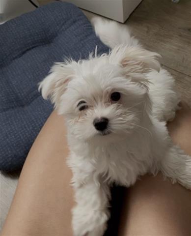 $350 : Trained Teacup Maltese image 1