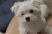 Trained Teacup Maltese en Birmingham