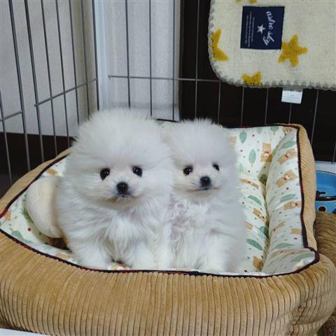 $380 : DOS POMERANIA HEMBRAS image 2