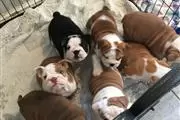 Los bulldogs ingleses más lind en Minneapolis y Saint Paul