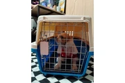 Pom puppies en Miami