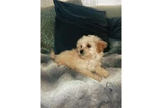 $350 : Maltipoo thumbnail
