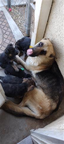 $300 : puppies German Shepherd image 2