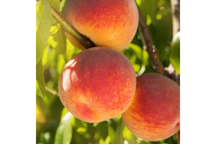 Peach Tree image 1