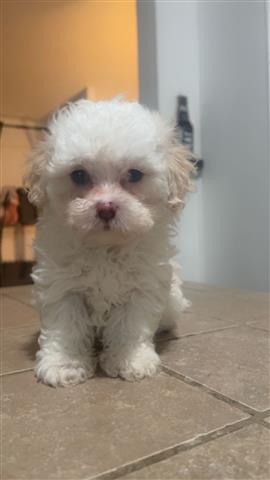 $750 : Perritos Maltipoo image 3