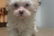 $750 : Perritos Maltipoo thumbnail