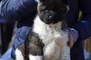 Akita puppies for adoption en Ensenada