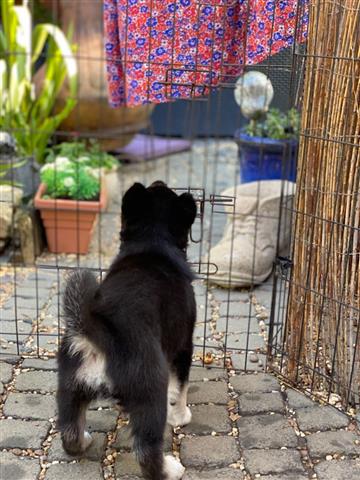 $500 : Akc registered Siberian Husky image 3