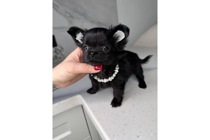 $300 : Teacup Chihuahua puppies image 7