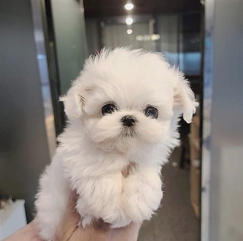$600 : Cute Maltese puppy for adoptio image 1