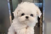 Cute Maltese puppy for adoptio en Los Angeles