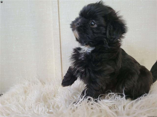 $650 : *Beautiful Shih Tzu Puppies* image 4