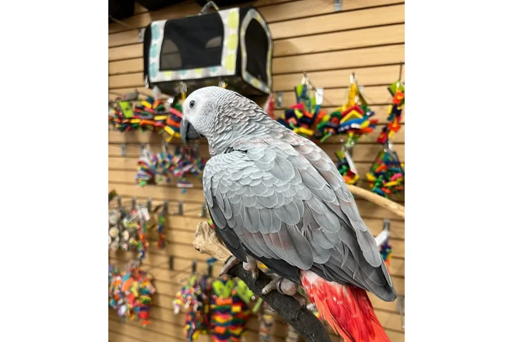 $440 : Chris birds image 2