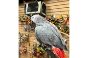 $440 : Chris birds thumbnail