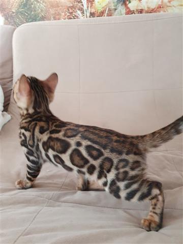 $650 : Bengal kitten image 1