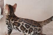$650 : Bengal kitten thumbnail