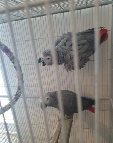 $100 : 😘 sweet baby grey parrots 😘 image 5