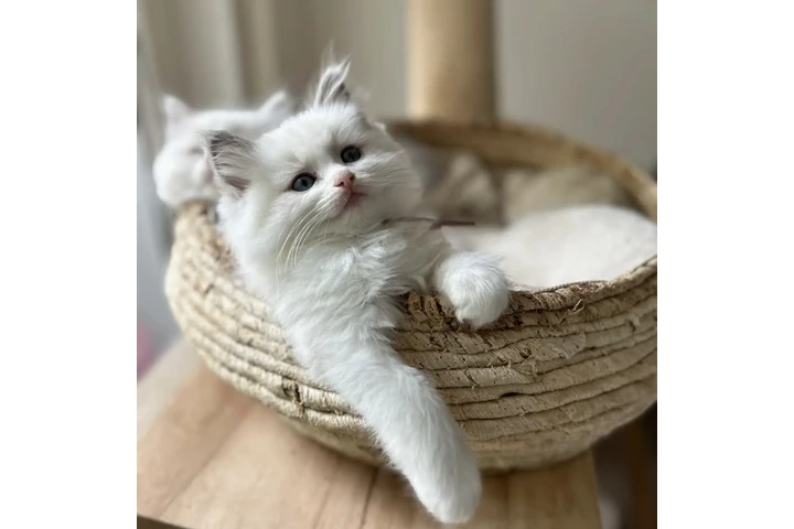 $260 : Ragdoll kitten for sale image 2