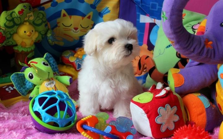 $550 : longhaired white maltese pups image 3