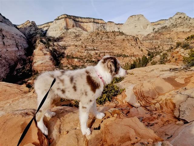 $500 : Miniature Australian Shepherd image 2