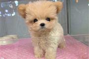 $200 : Cute teacup poodle thumbnail