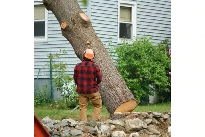 Cuidamos tus árboles image 3