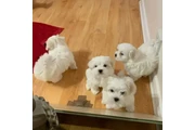 $450 : mini maltese thumbnail