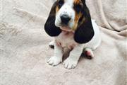 $500 : Cachorros basset hound en adop thumbnail