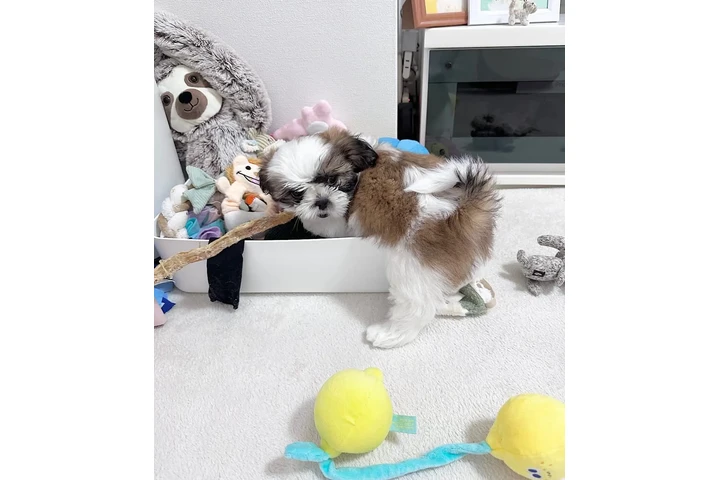 $350 : Cachorros Shihtzu en venta image 2
