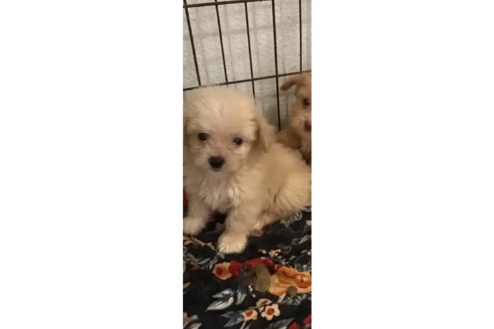 $400 : Maltipoo image 1