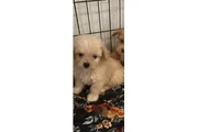 Maltipoo en Los Angeles