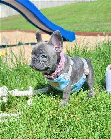 $400 : French bulldog and Pomeranian image 3