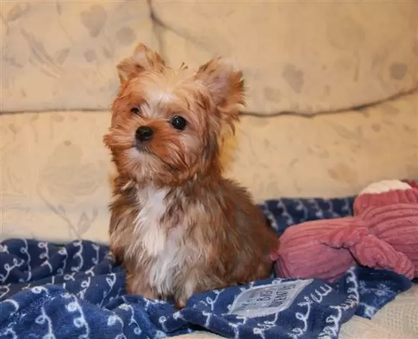 Yorkie Puppies image 2