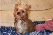 Yorkie Puppies thumbnail
