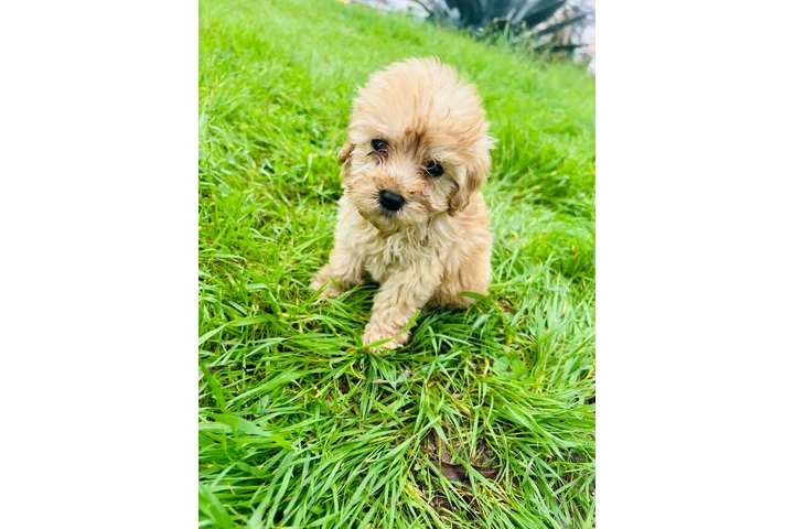 $550 : small maltipoo image 3
