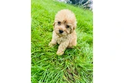 $550 : small maltipoo thumbnail