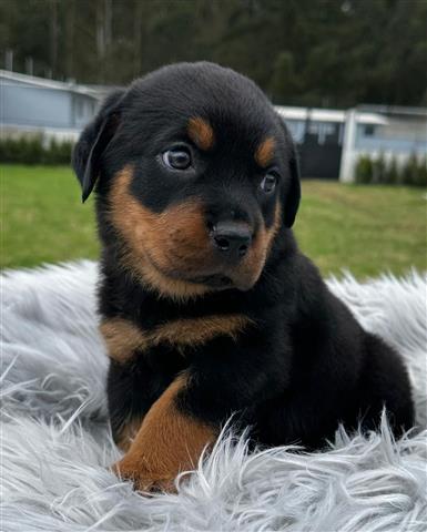 $350 : Cachorrito Rottweiler image 1