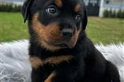 Cachorrito Rottweiler en Los Angeles