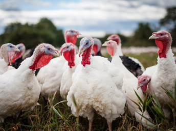 Grupo de pavos blancos