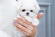 $350 : Cachorro maltés para la venta thumbnail