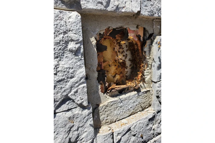 Henry’s Bees Removal Service image 10