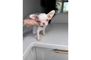 Teacup Chihuahua puppies en Miami