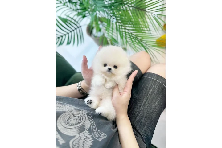 $350 : cachorros de Pomerania 🐶 image 2