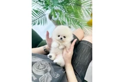 $350 : cachorros de Pomerania 🐶 thumbnail